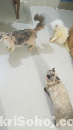 Cat বিড়াল। ৩টা পার্সিয়ান মেয়ে বিড়াল একসাথে বিক্রি হবে